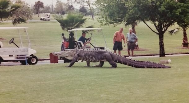 Gator gawkers